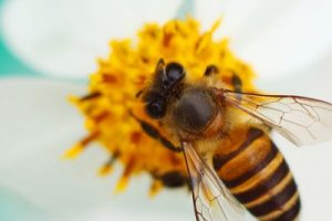 What can I do to Help the Bees