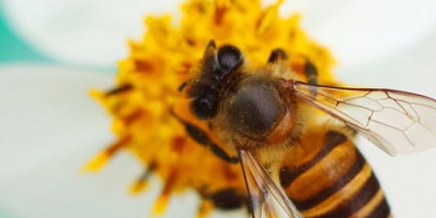 What can I do to Help the Bees